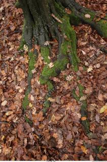 Photo Textures of Roots